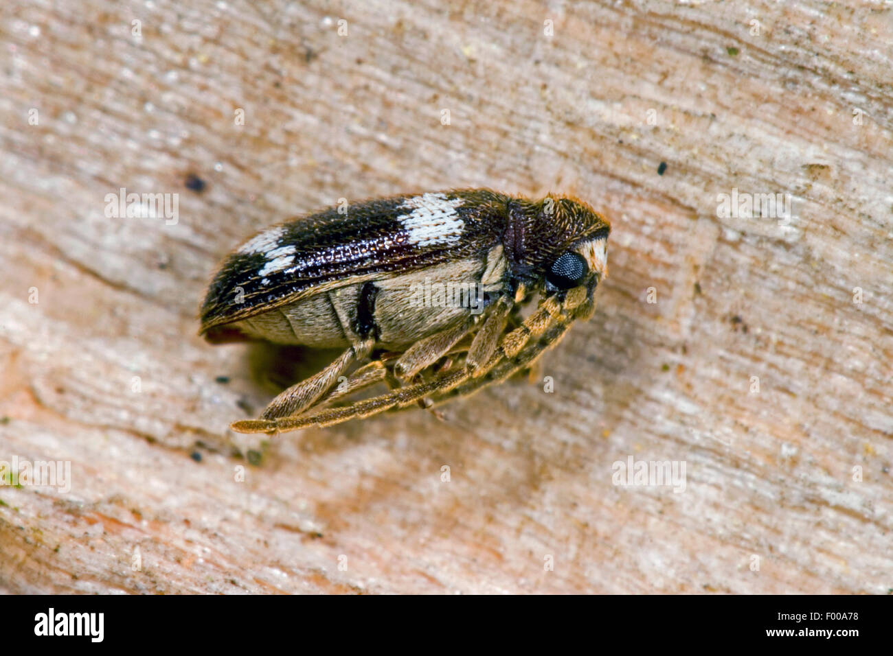 Spider beetle (Ptinus sexpunctatus), on wood, Germany Stock Photo
