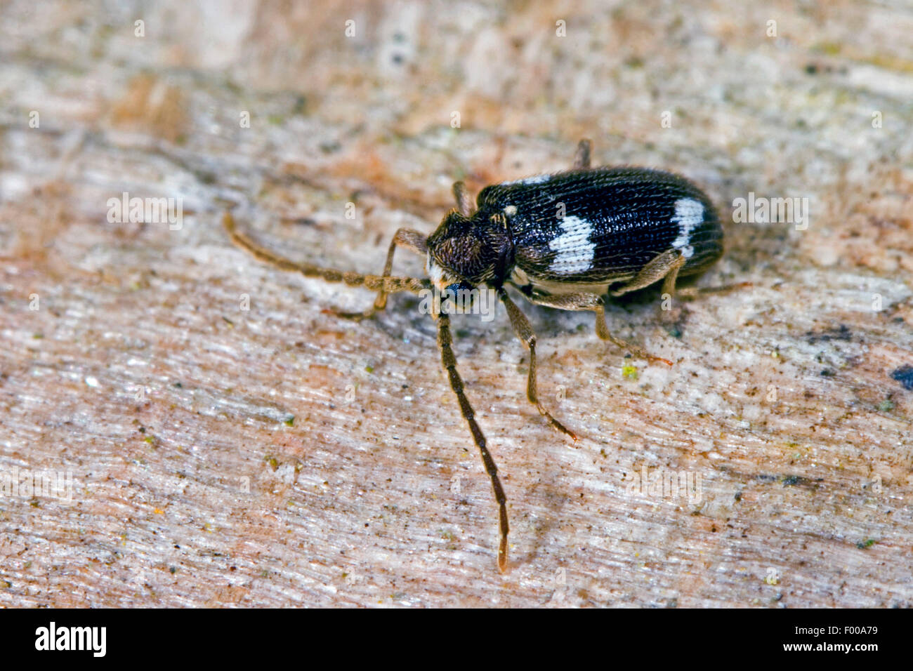 Spider beetle (Ptinus sexpunctatus), on wood, Germany Stock Photo