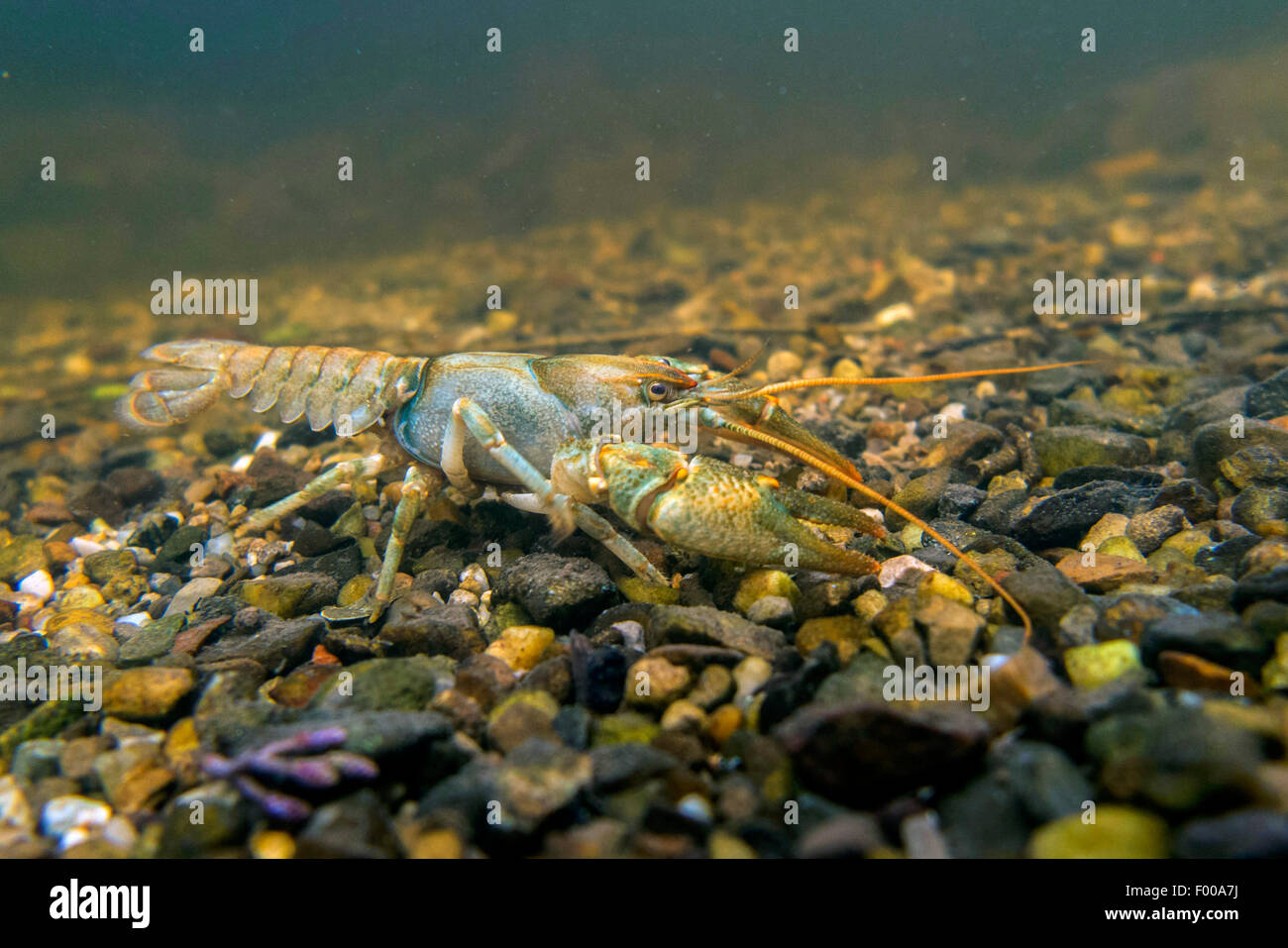 stone crayfish, torrent crayfish (Astacus torrentium, Austropotamobius torrentium, Potamobius torrentium), male in its habitat, Germany, Bavaria, Isental Stock Photo