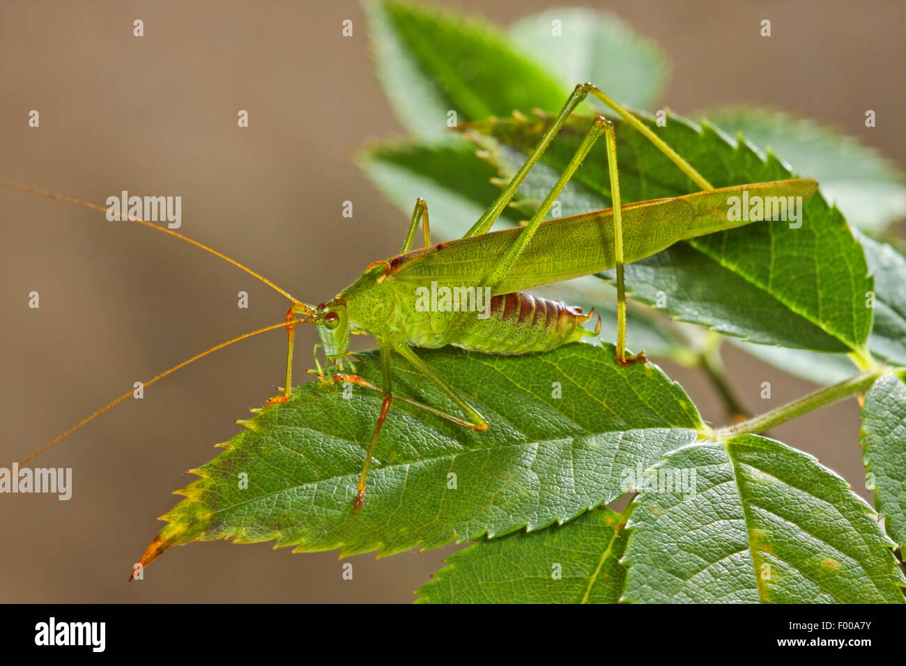 Sickle-bearing Bush-cricket, Sickle-bearing Bush cricket (Phaneroptera falcata), sits on a leaf, Germany Stock Photo