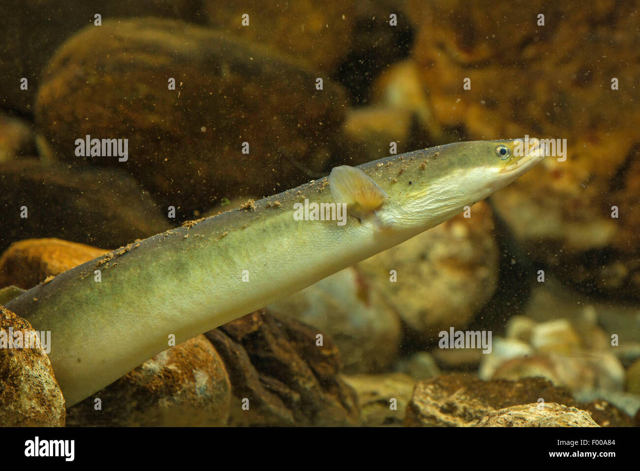 eel, European eel, river eel (Anguilla anguilla), peering between pebbles, Germany Stock Photo