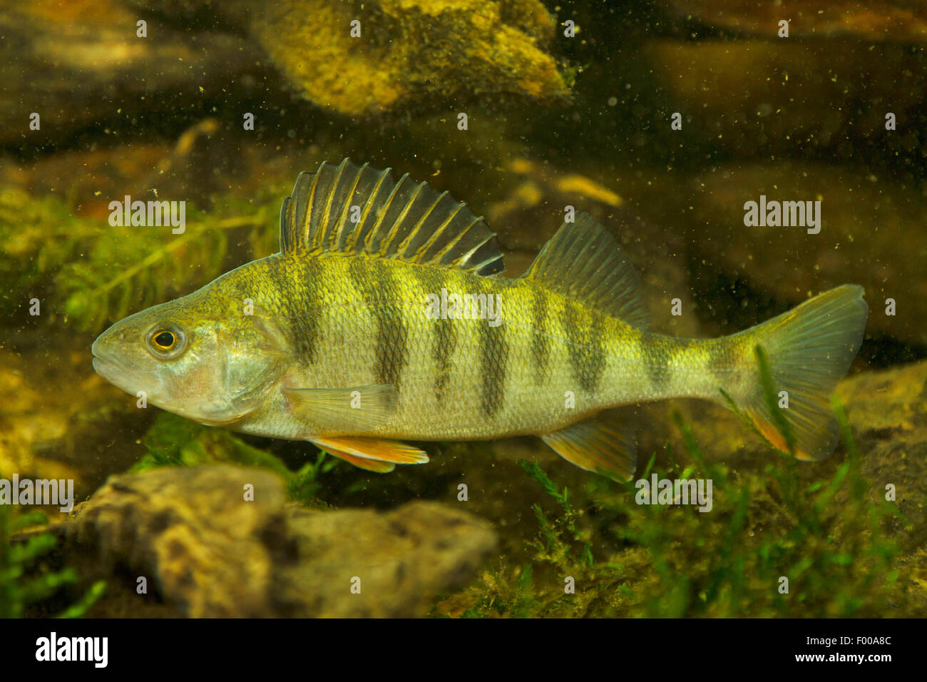 Perch, European perch, Redfin perch (Perca fluviatilis), swimming
