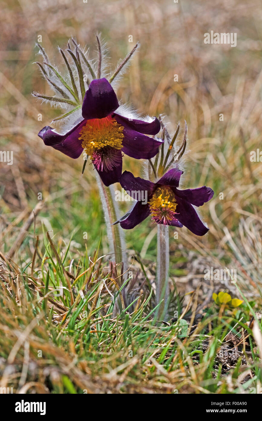 Mountain pasque flower, Mountain pasqueflower (Pulsatilla montana, Anemone montana), blooming, Switzerland Stock Photo