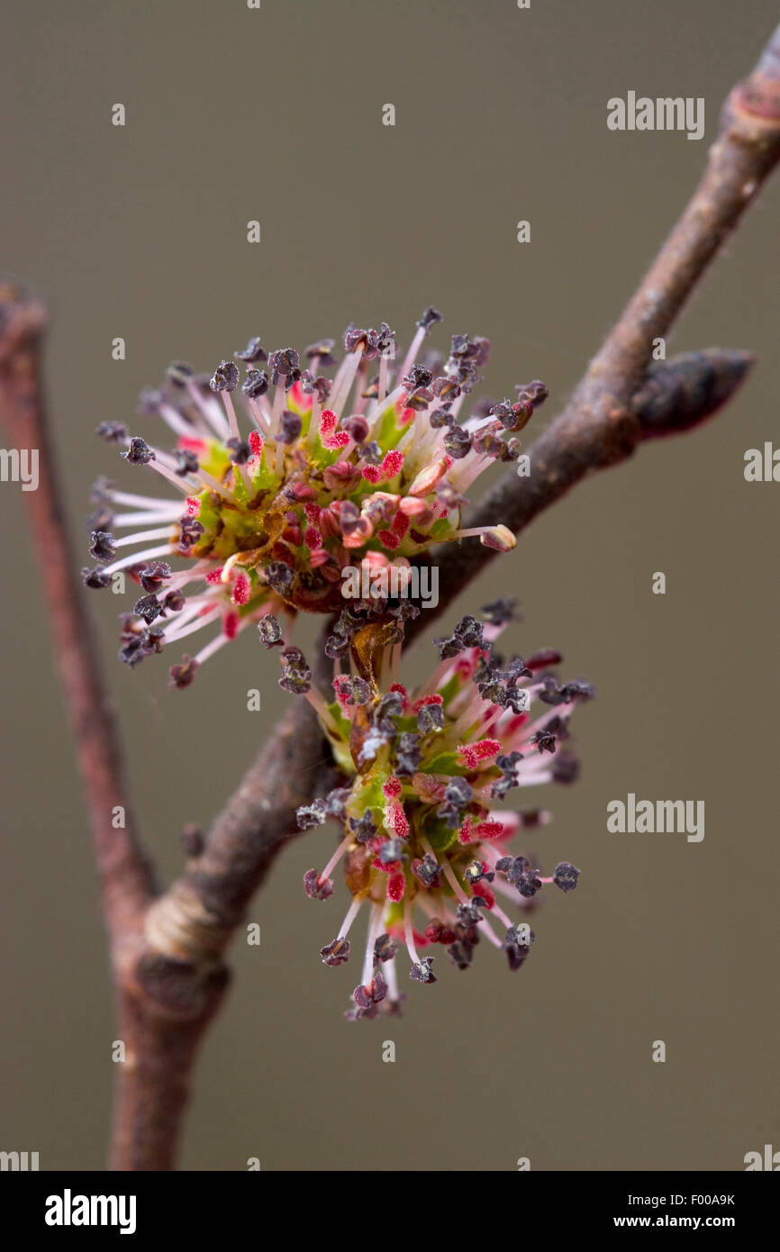 Elm tree flower hires stock photography and images Alamy