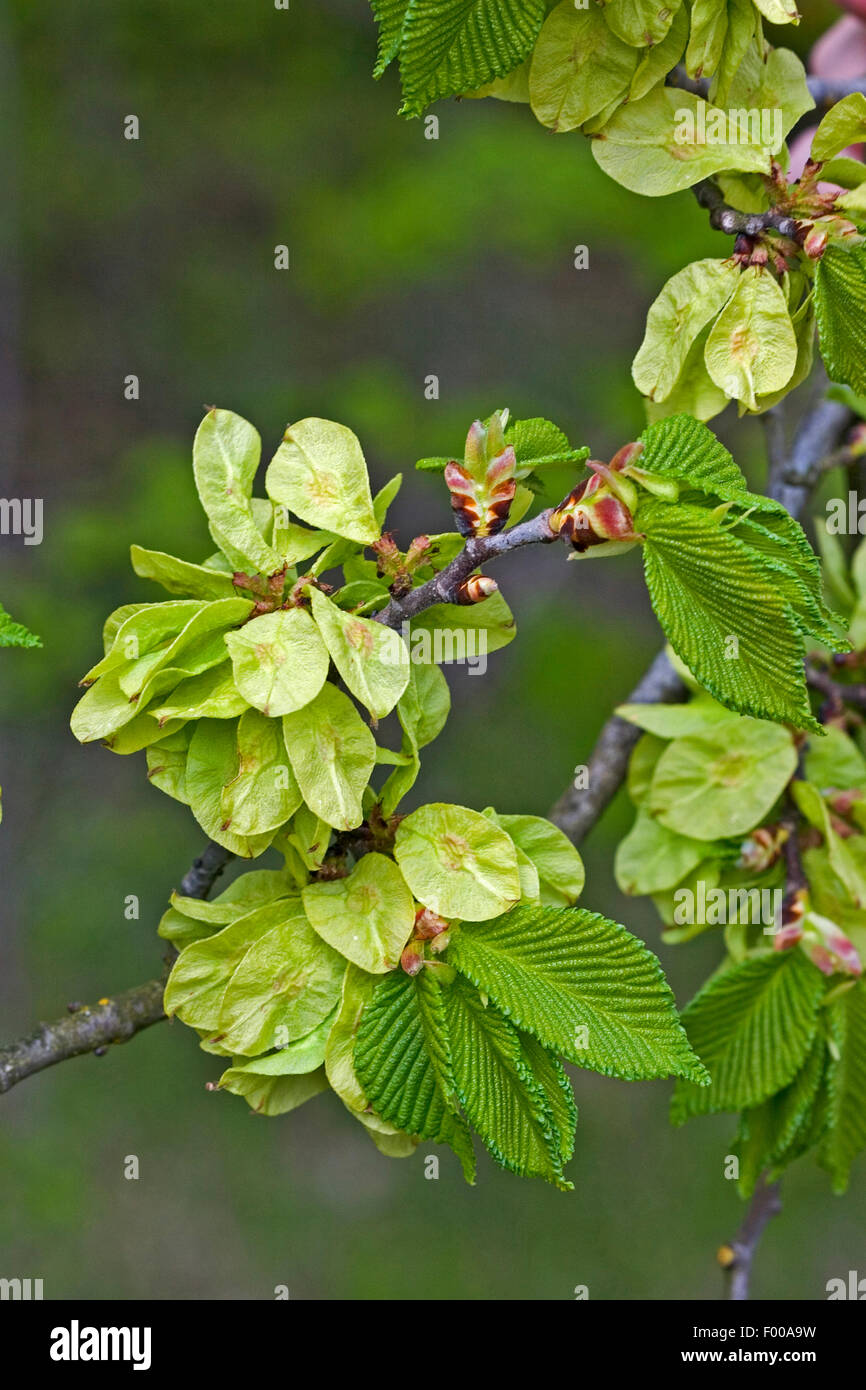 Scotch elm, Wych elm (Ulmus glabra, Ulmus scabra), branch with fruit, Germany Stock Photo
