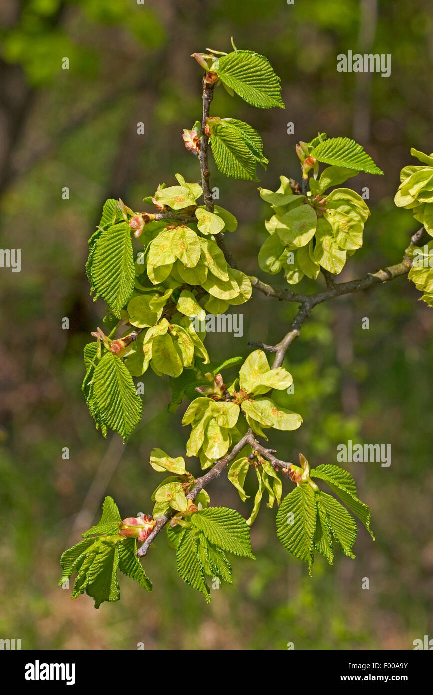 Scotch elm, Wych elm (Ulmus glabra, Ulmus scabra), branch with fruit, Germany Stock Photo
