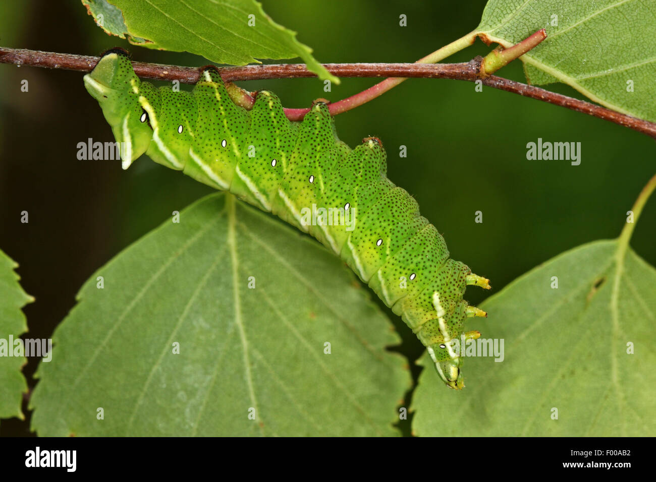 Kentish glory (Endromis versicolora), caterpillar at a twig, Germany Stock Photo