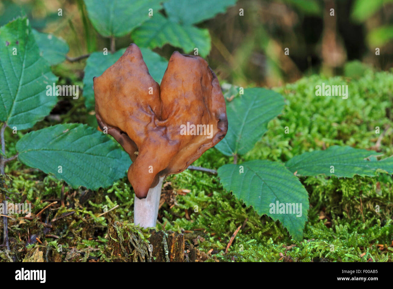 Hooded false morel, Elfin saddle, Pouched False Morel (Gyromitra infula, Physomitra infula), fruiting body in moss on forest floor, Germany Stock Photo