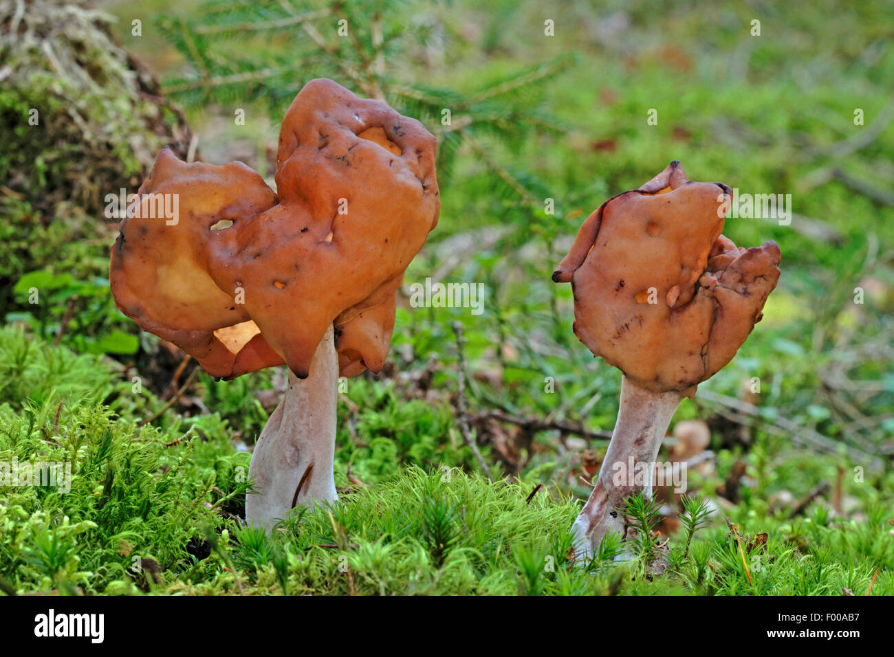 Hooded false morel, Elfin saddle, Pouched False Morel (Gyromitra infula, Physomitra infula), two fruiting bodies in moss on forest floor, Germany Stock Photo