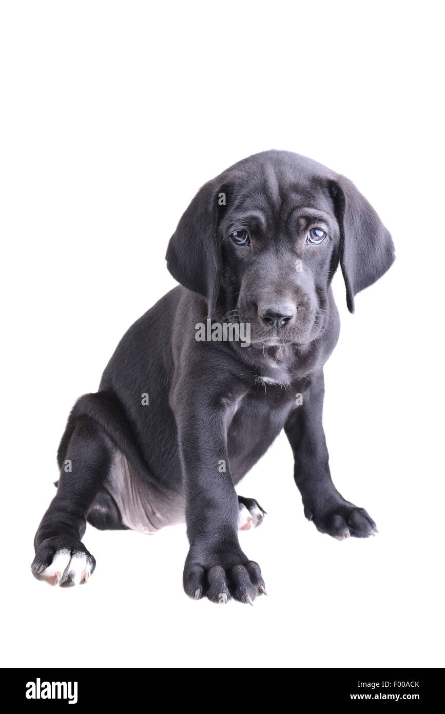 Close up of a black pup sitting down isolated on a white background ...