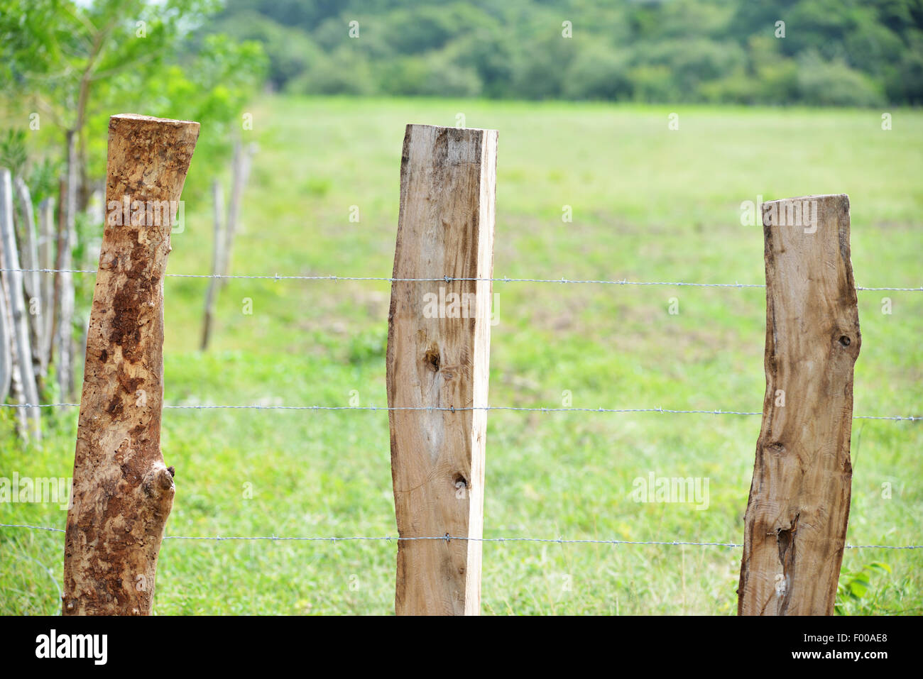 Close up of a rural barbed wire fence with wooden posts Stock Photo