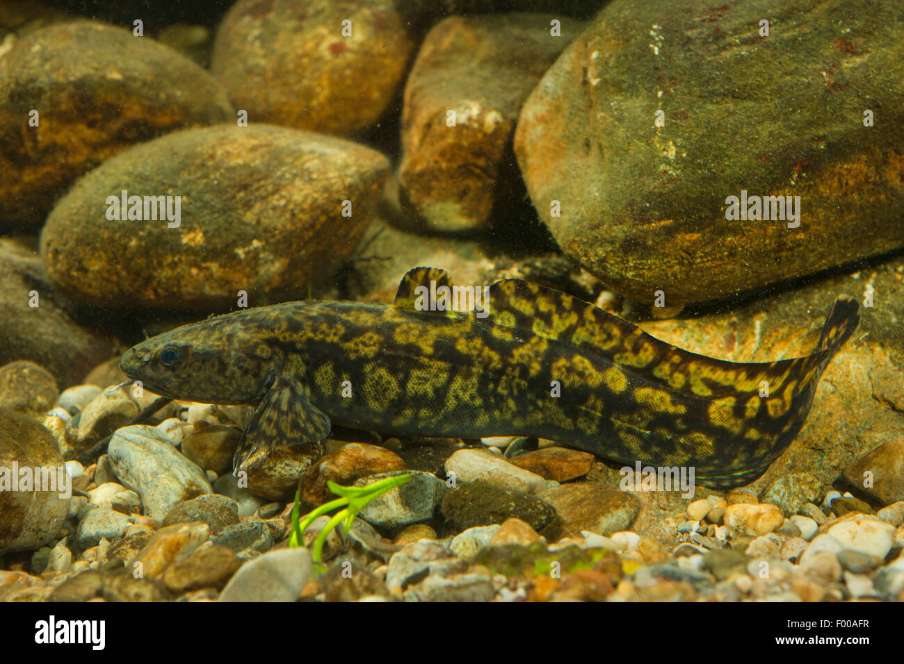 burbot (Lota lota), on the bottom in front of pebbles, Germany Stock Photo