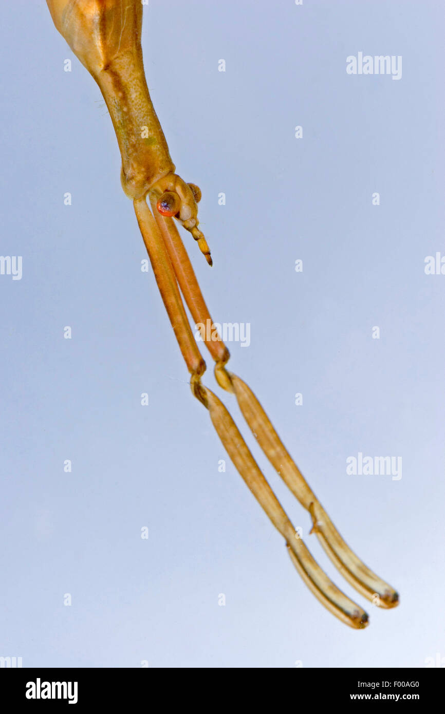 Water Stick Insect, Long-bodied Water Scorpion, Needle Bug (Ranatra ...