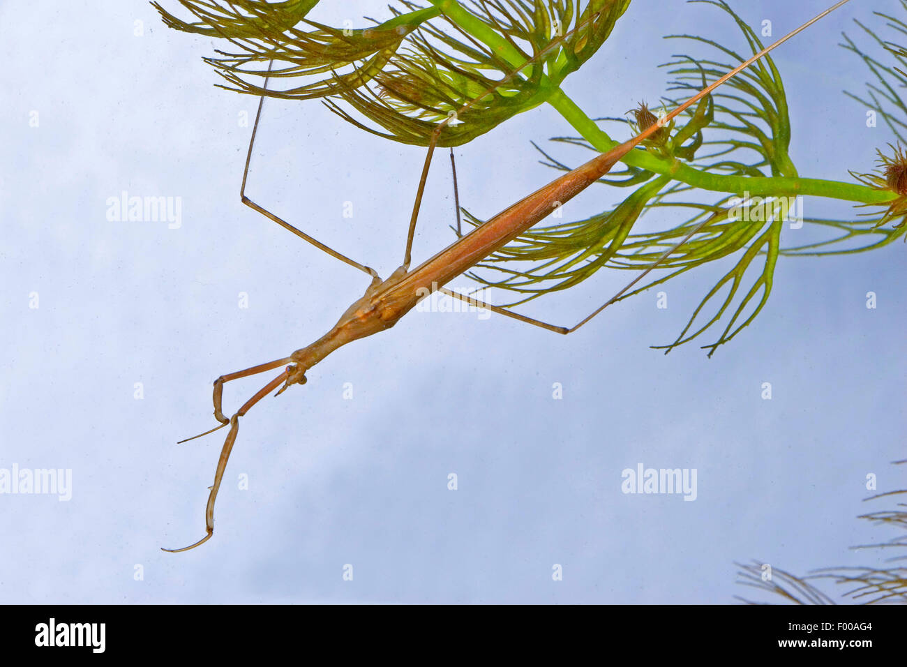 Water Stick Insect Stock Photos & Water Stick Insect Stock Images - Alamy