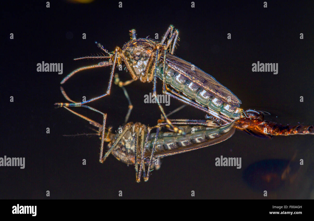 Banded house mosquito, Banded mosquito, Ring-footed gnat (Culiseta annulata, Theobaldia annulata), hatches from the , Germany, Bavaria Stock Photo