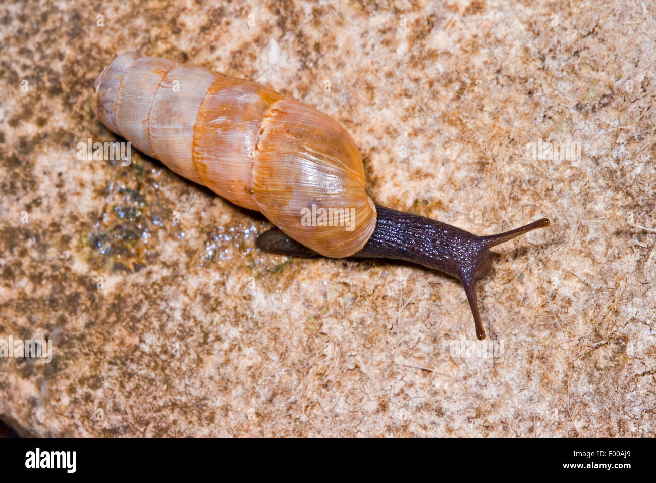 decollate snail (Rumina decollata), creeps on a stone, Germany Stock Photo