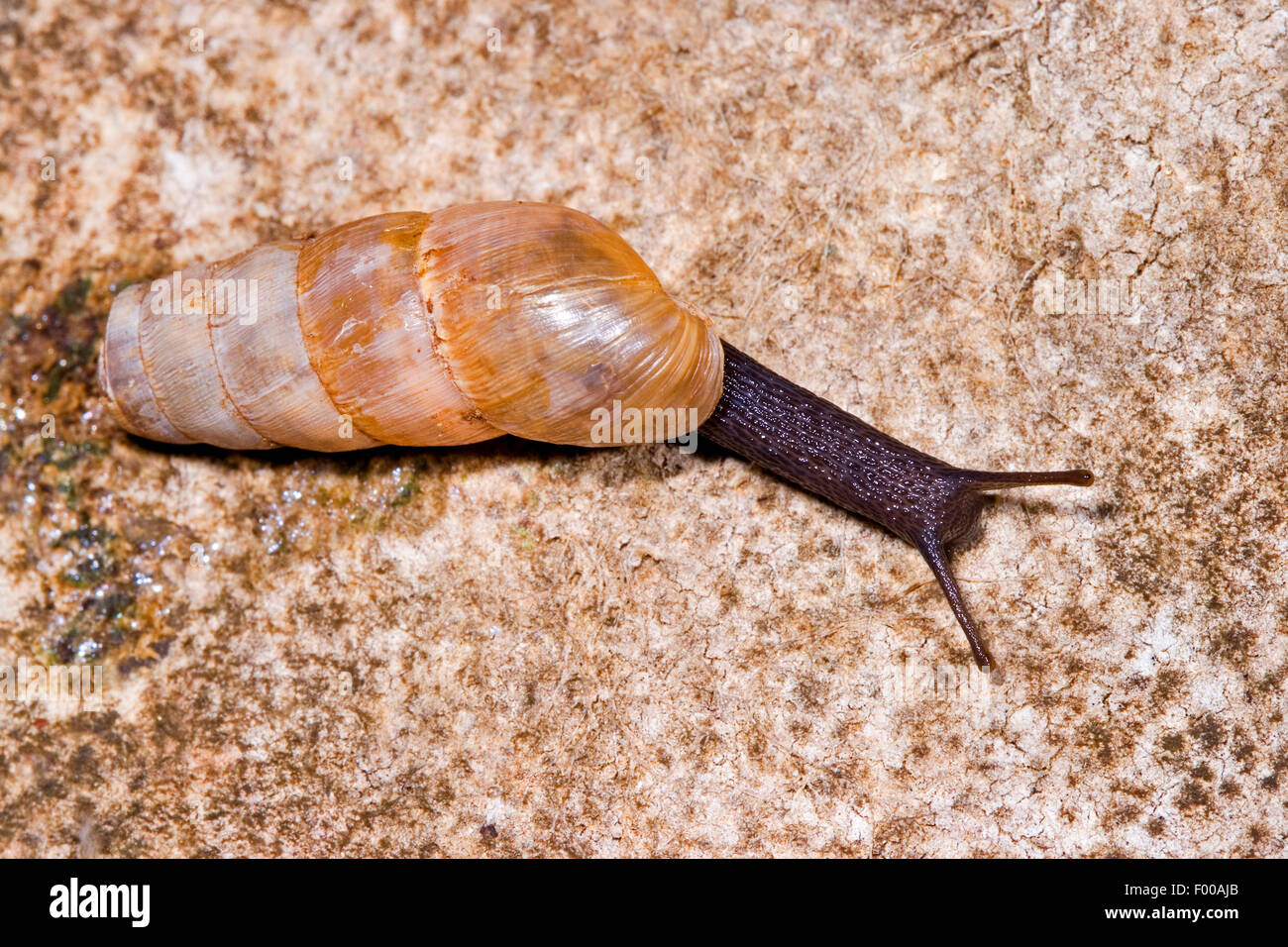 decollate snail (Rumina decollata), creeps on a stone, Germany Stock Photo