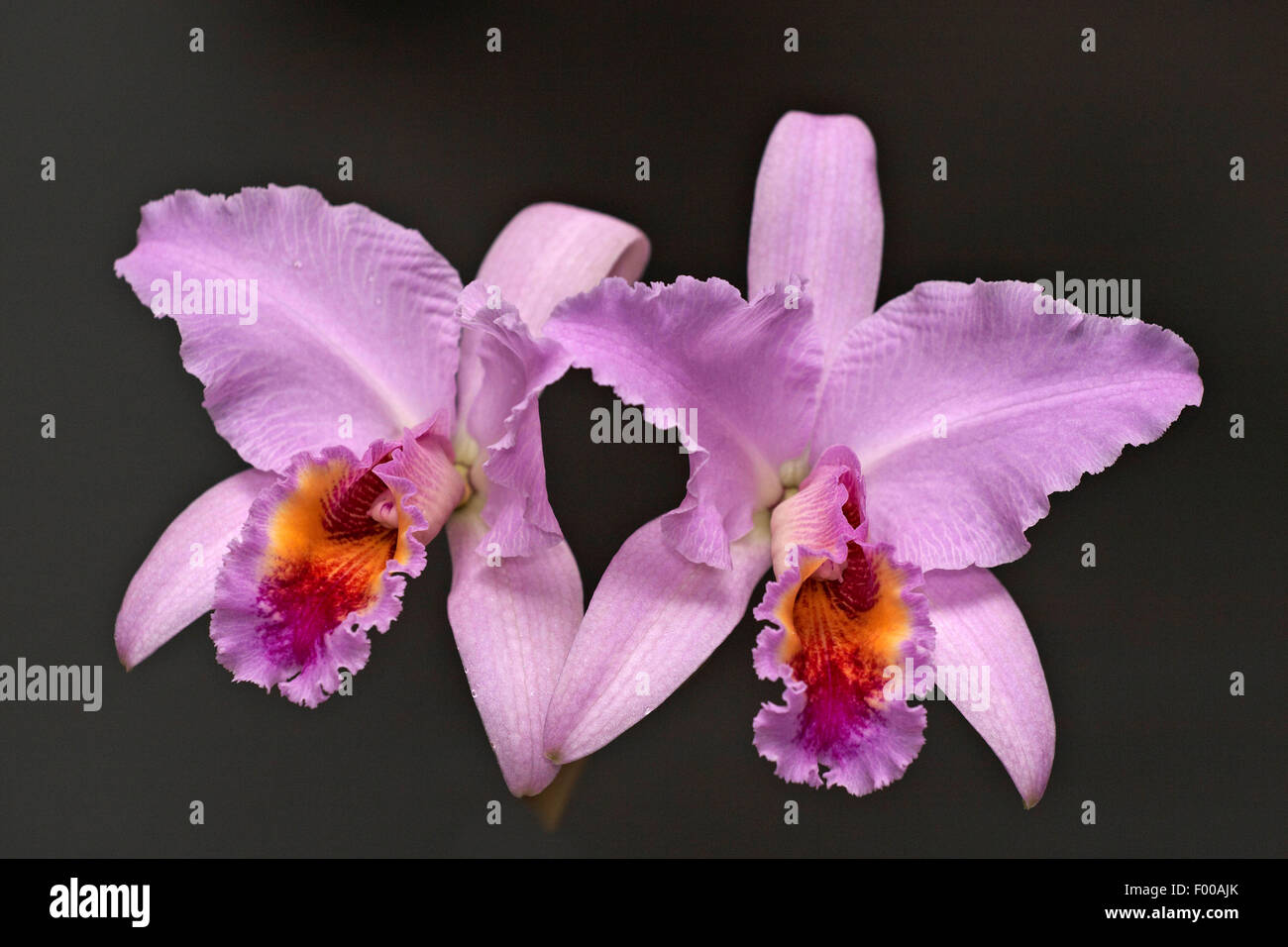 Cattleya orchid (Cattleya persivaliana), flowers Stock Photo