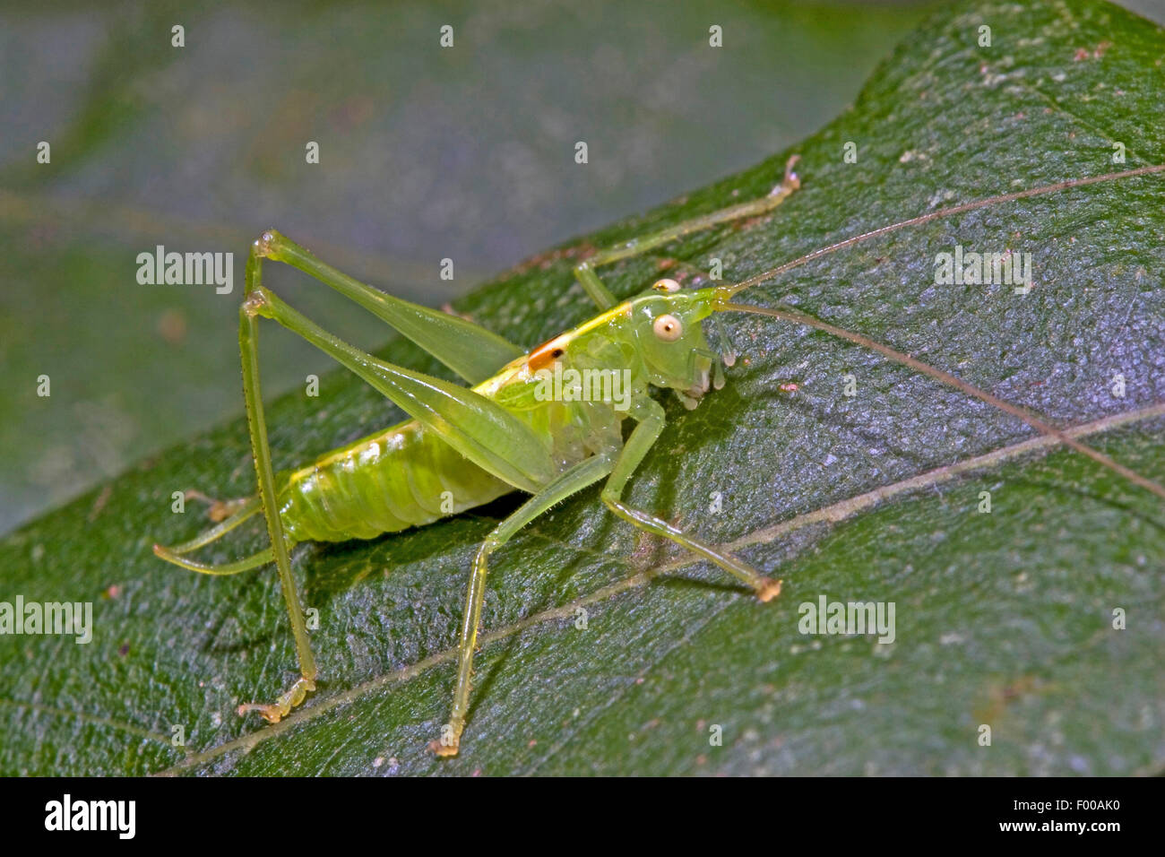 Southern oak bush-cricket, Southern oak bush cricket (Meconema meridionale), male, Germany Stock Photo