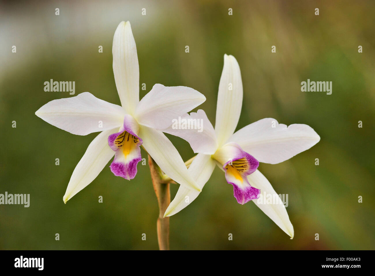 Laelia (Laelia anceps), flowers Stock Photo