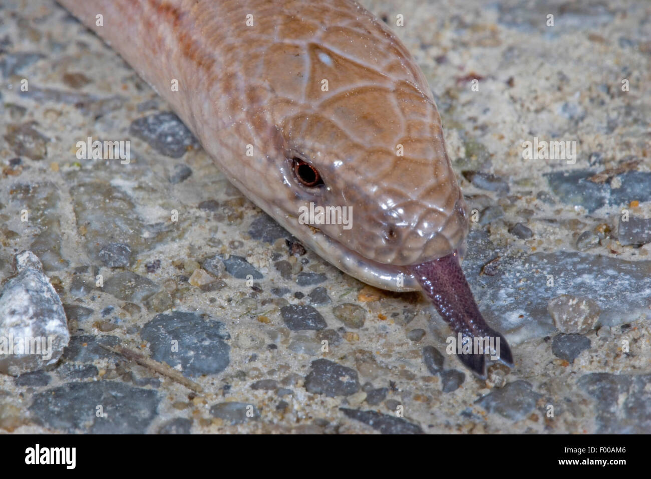 European slow worm, blindworm, slow worm (Anguis fragilis), portrait, flicking, Germany Stock Photo