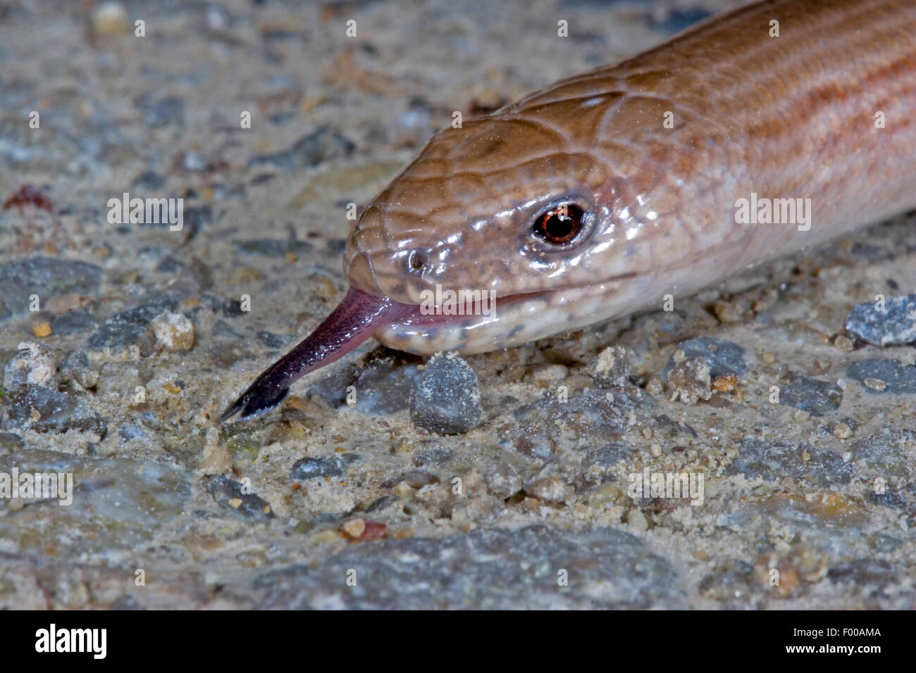 European slow worm, blindworm, slow worm (Anguis fragilis), portrait, flicking, Germany Stock Photo