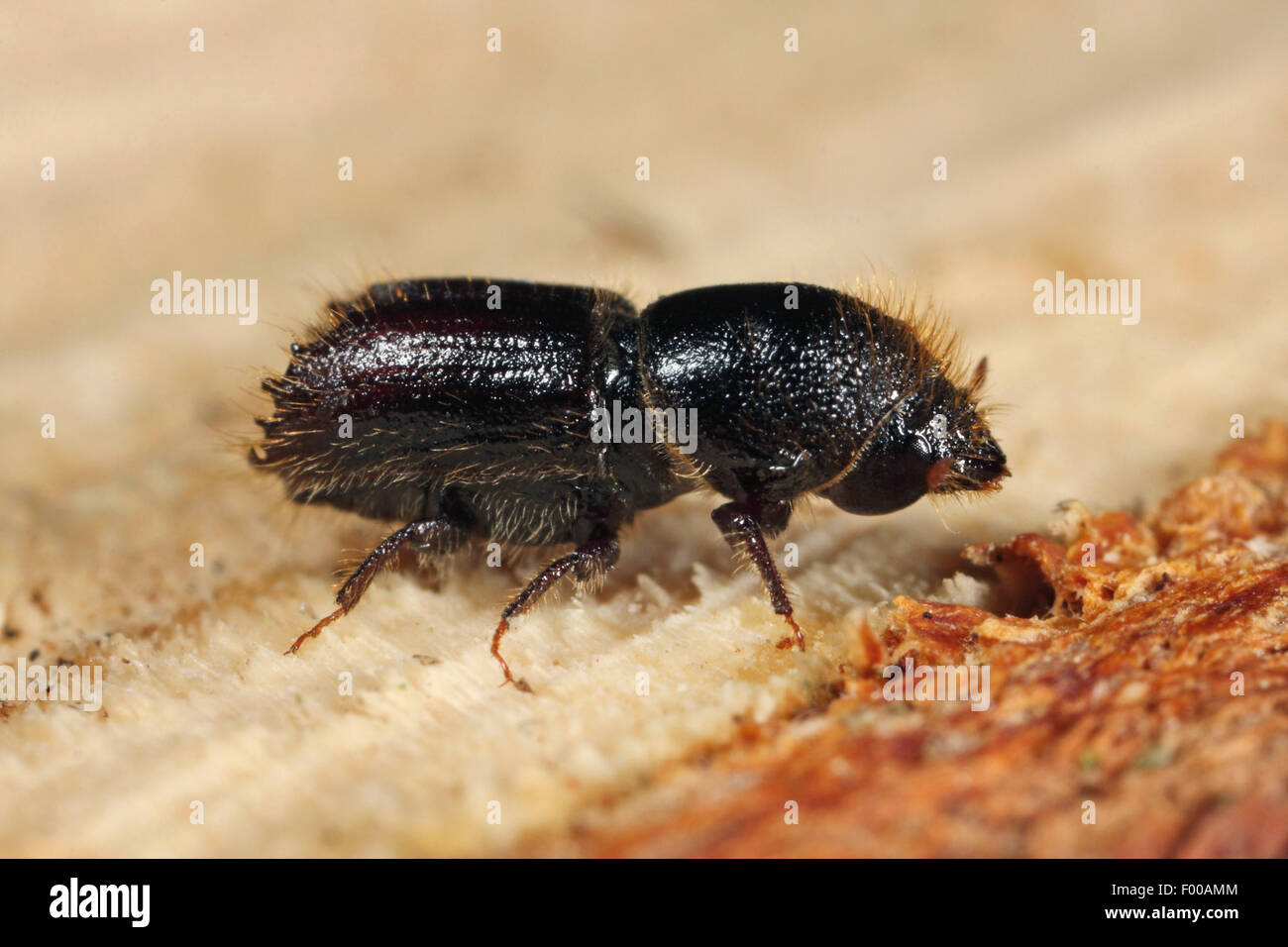 Spruce bark beetle, European Spruce Bark Beetle, Engraver beetle, Common European engraver (Ips typographus), on deadwood, Germany Stock Photo