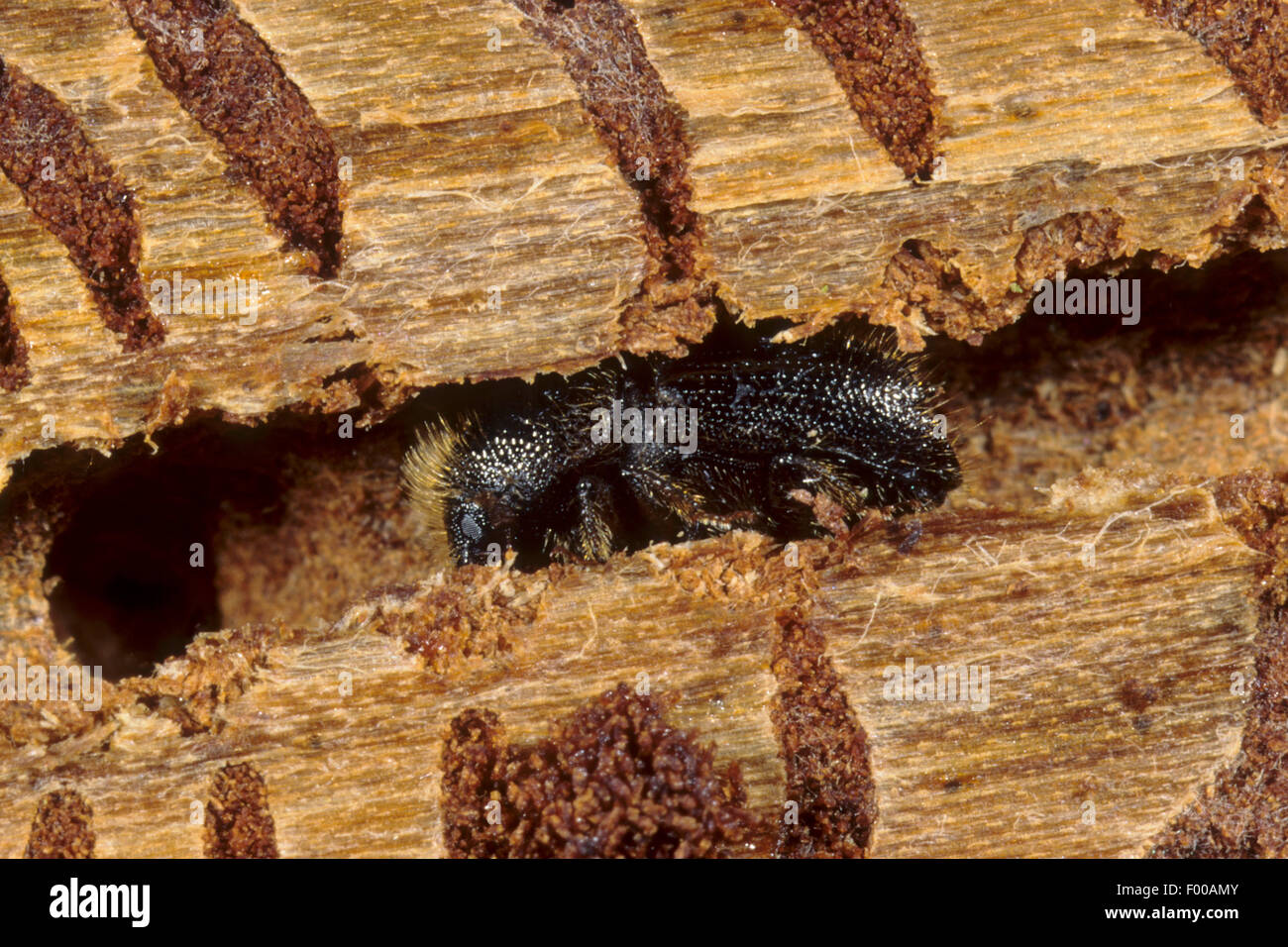 Spruce bark beetle, European Spruce Bark Beetle, Engraver beetle, Common European engraver (Ips typographus), in a burrow, Germany Stock Photo