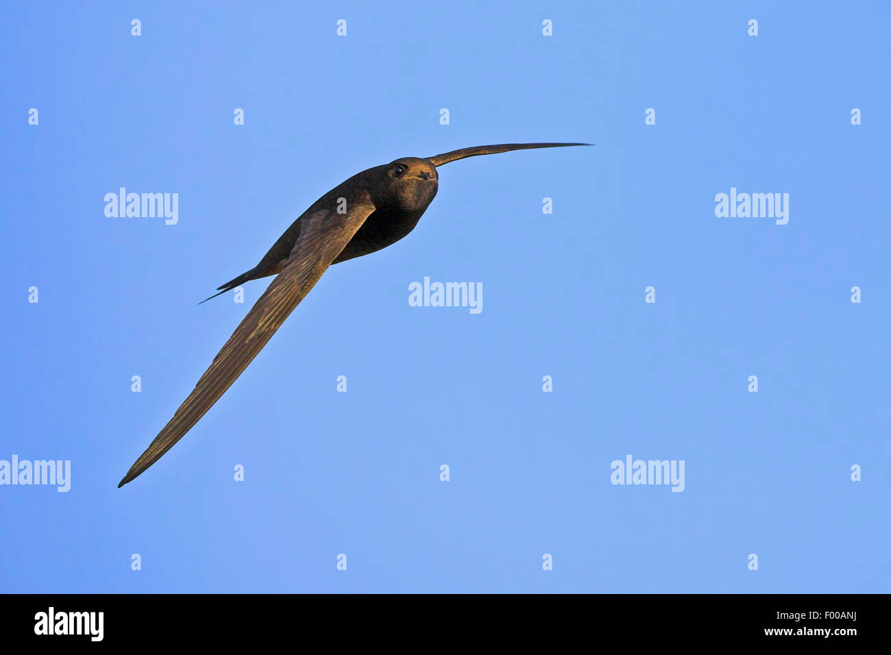 Eurasian swift (Apus apus), in flight in the blue sky , Germany, Baden-Wuerttemberg Stock Photo