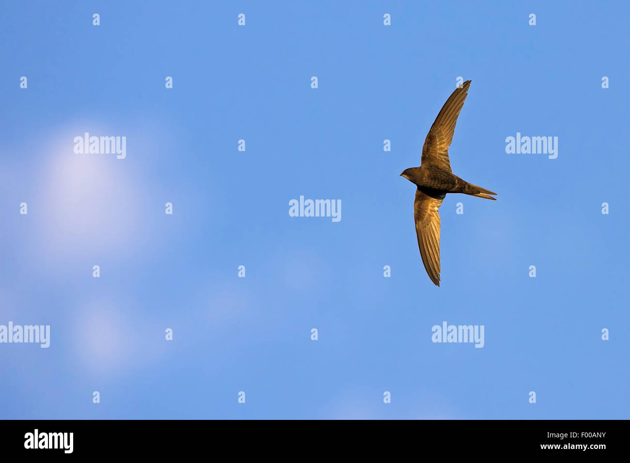 Eurasian swift (Apus apus), in flight in the blue sky , from below ...