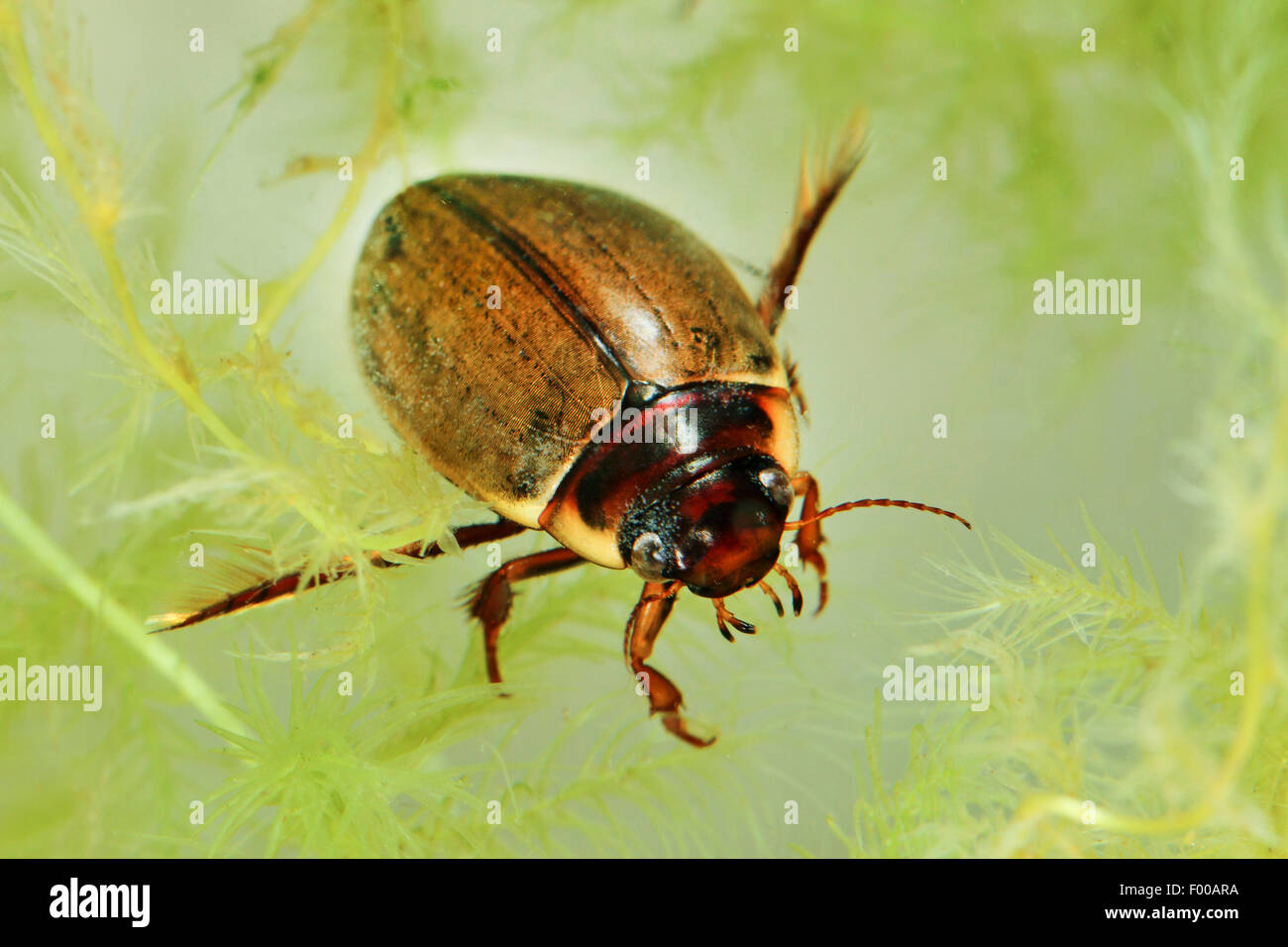 Diving beetle (Colymbetes fuscus), swimming, Germany Stock Photo Alamy