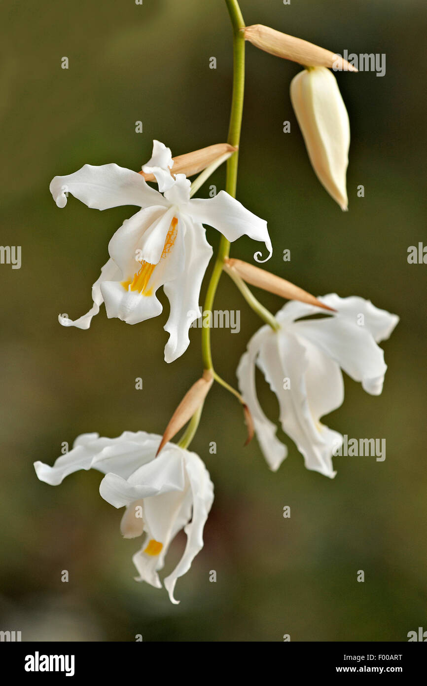 Coelogyne (Coelogyne cristata), flowers Stock Photo