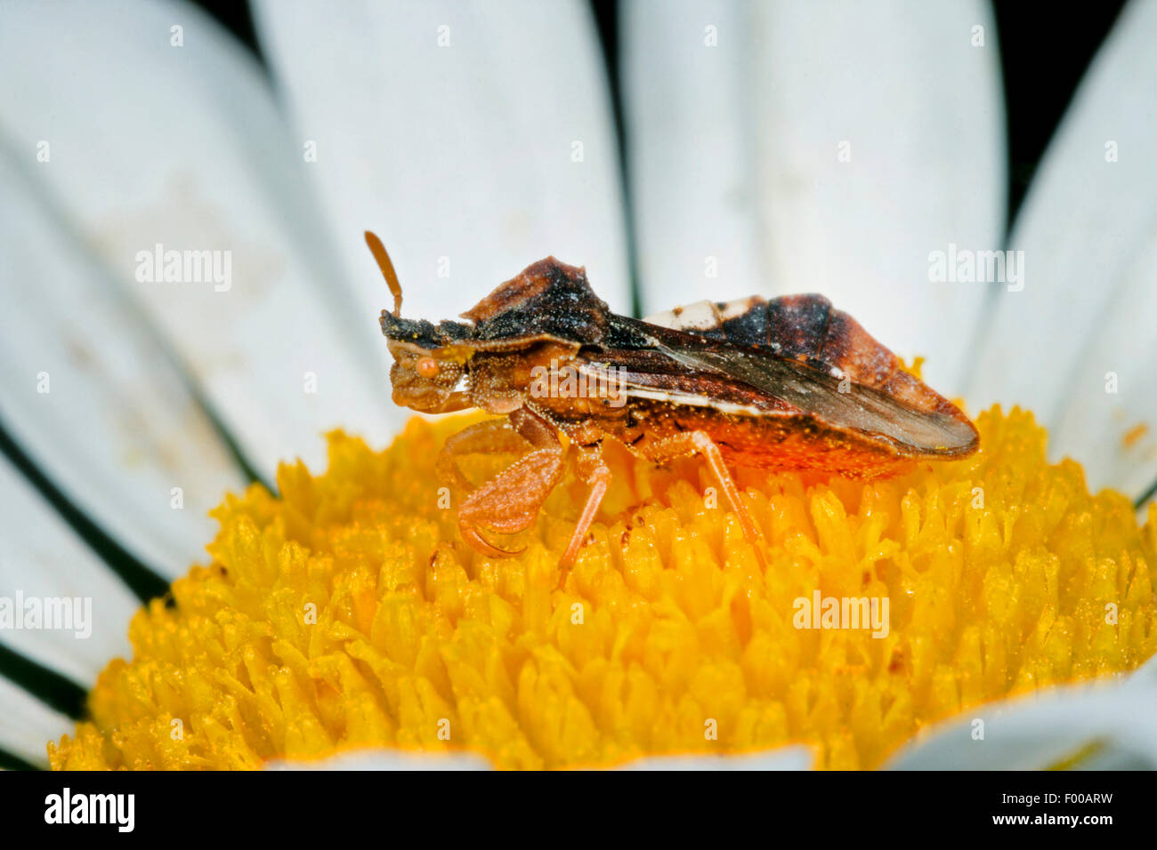 Ambush bug (Phymata crassipes), on a daisy, Germany Stock Photo