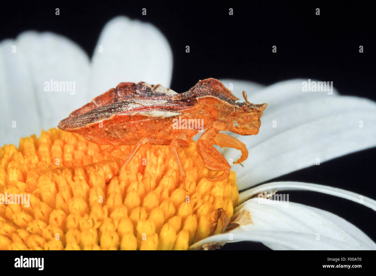 Ambush bug (Phymata crassipes), on a daisy, Germany Stock Photo Alamy