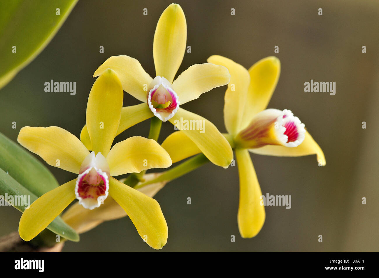 Yellow Cattleya (Cattleya luteola), inflorescence Stock Photo
