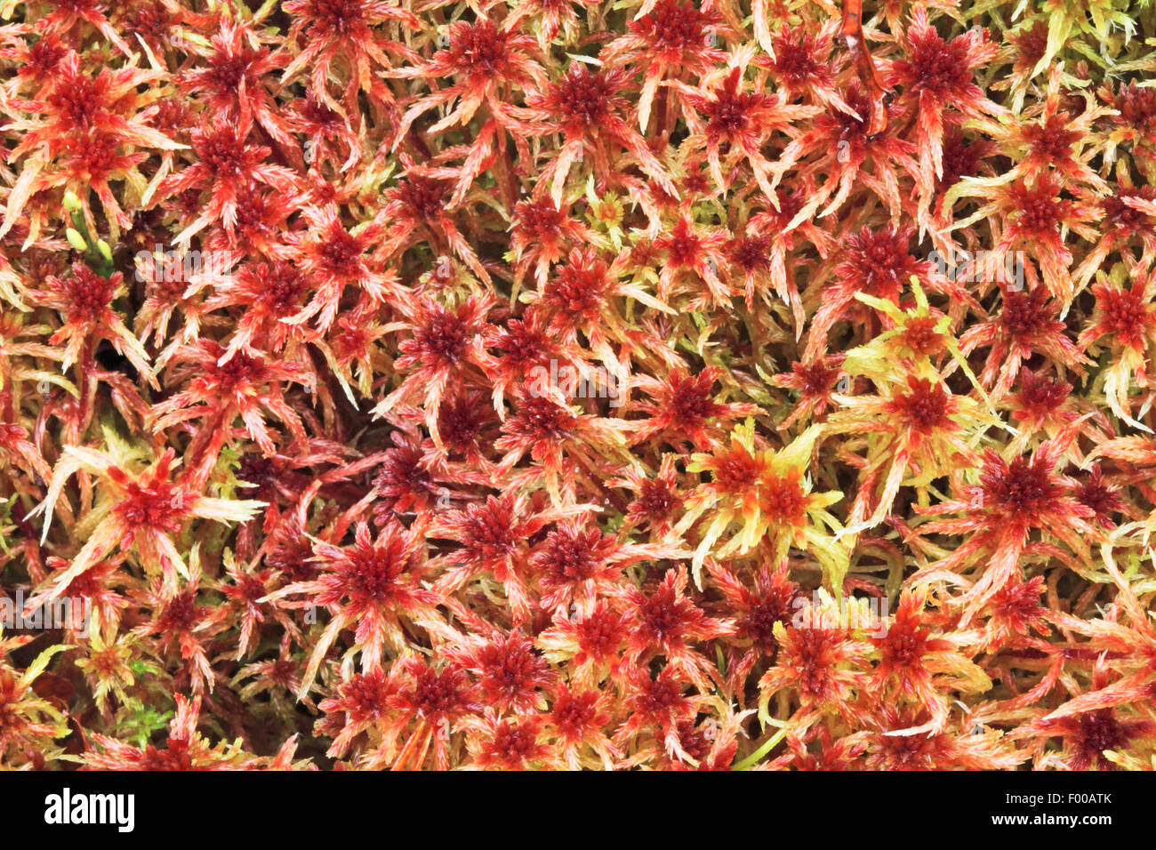 Sphagnum Moss - Red