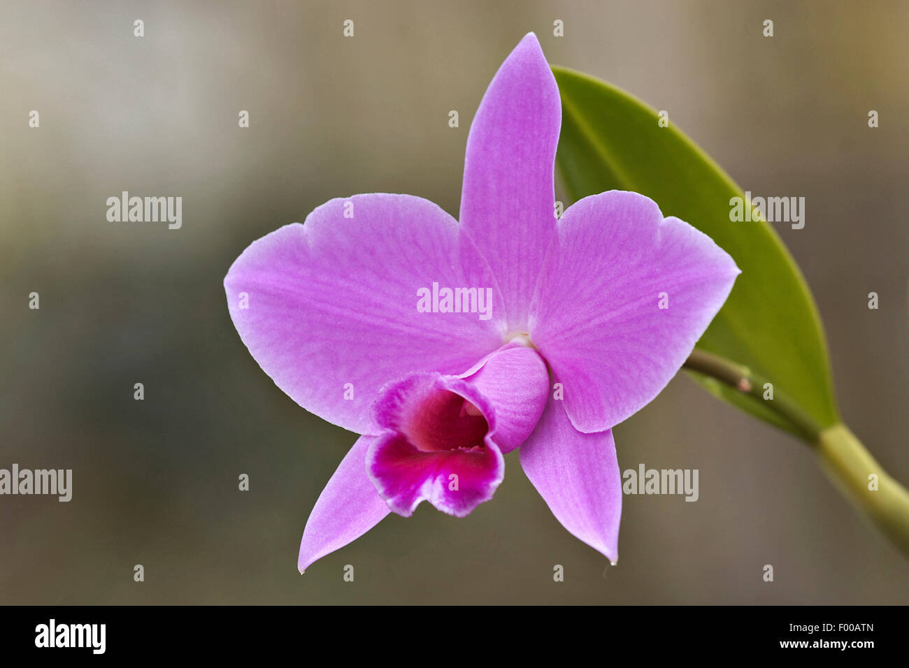 Cattleya (Cattleya pumila, Laelia pumila), flower Stock Photo