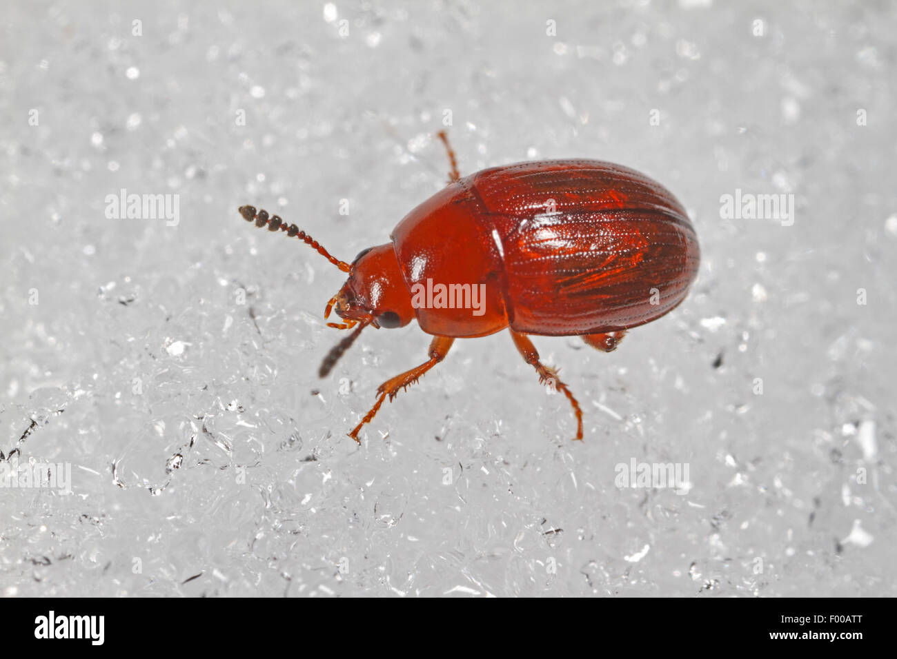 Liodid beetles (Leiodes cinnamomea), on a stone, Germany Stock Photo