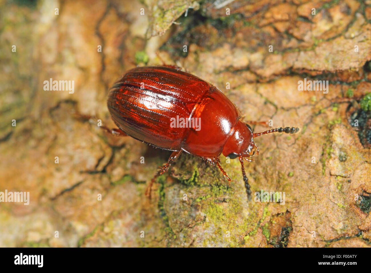 Liodid beetles (Leiodes cinnamomea), on a stone, Germany Stock Photo