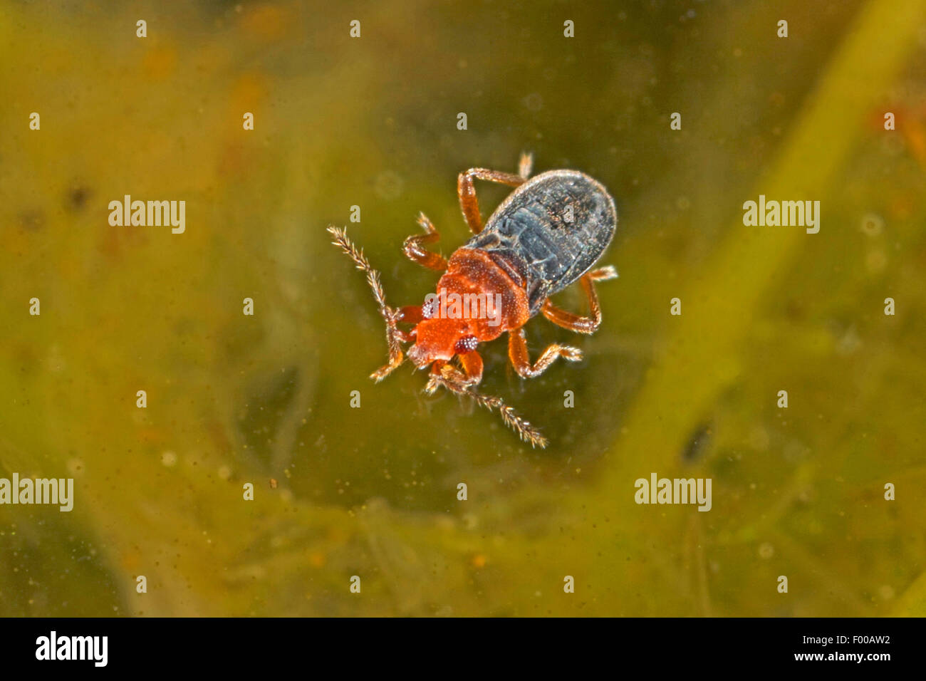 Velvet water bug (Hebrus ruficeps), swimming, Germany Stock Photo Alamy