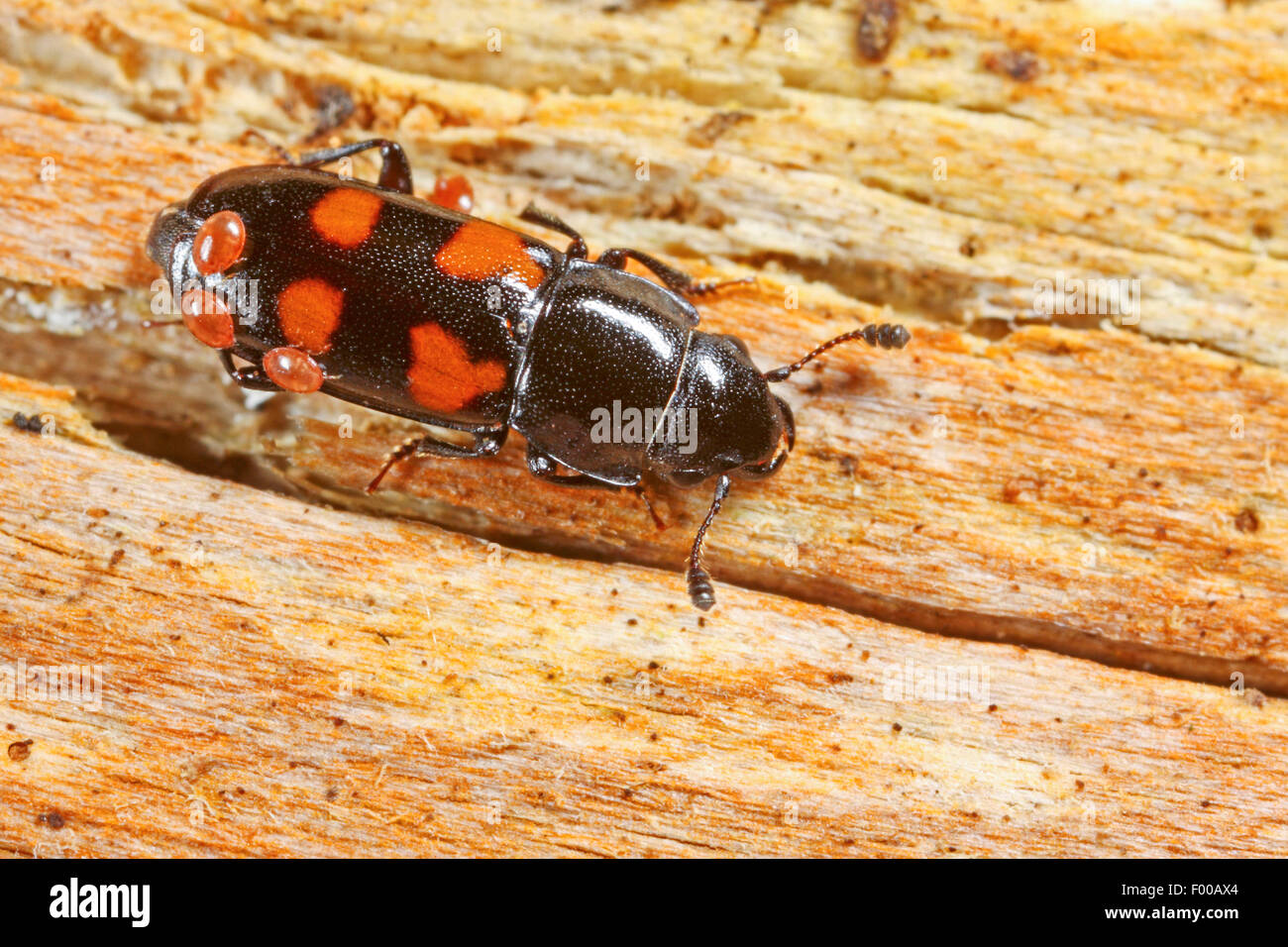 European bark beetle predator, Picnic beetle, Beer bug (Glischrochilus quadripunctatus, Glischrochilus quadripustulata), with mites on deadwood, Germany Stock Photo
