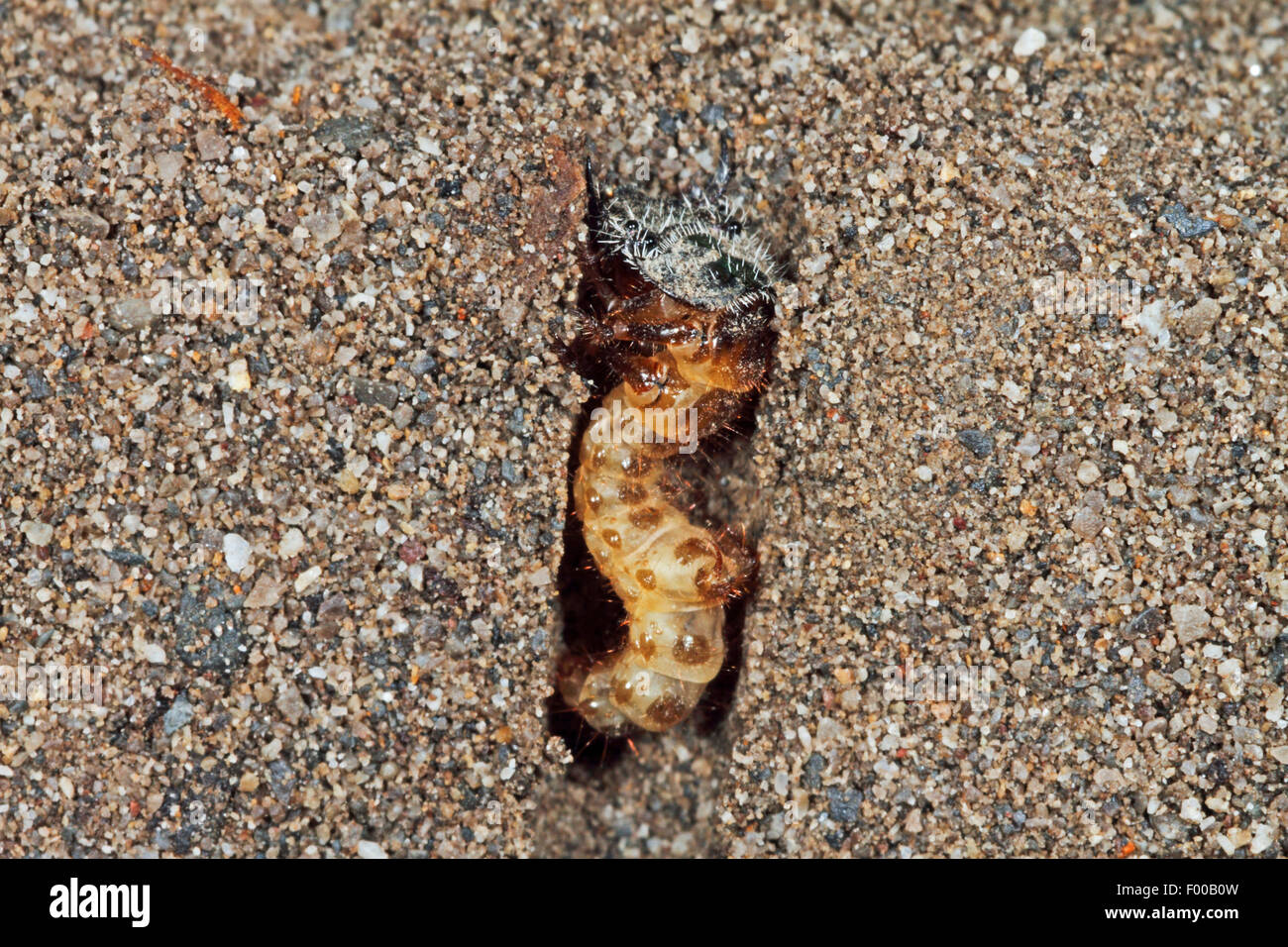 dune tiger beetle (Cicindela hybrida), larva in a tube in the ground, Germany Stock Photo