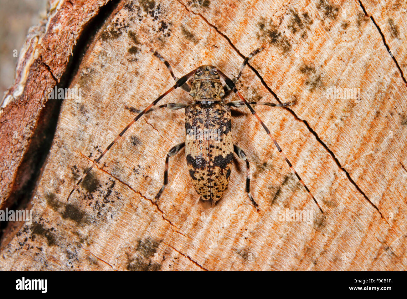 Black clouded longhorn beetle, Black-clouded longhorn beetle (Leiopus nebulosus, Cerambyx nebulosus), on a log, Germany Stock Photo