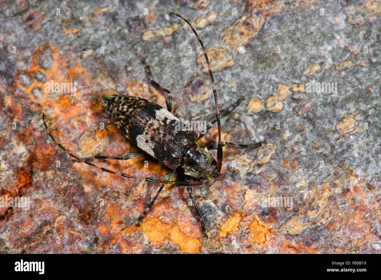 Black clouded longhorn beetle, Black-clouded longhorn beetle (Leiopus nebulosus, Cerambyx nebulosus), on bark, Germany Stock Photo