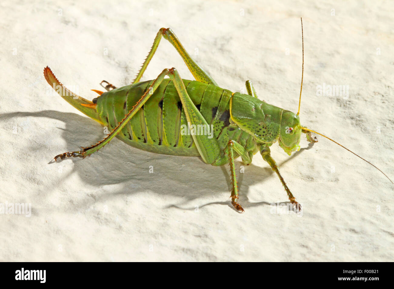 Large saw tailed bush cricket, Large sawtailed bushcricket
