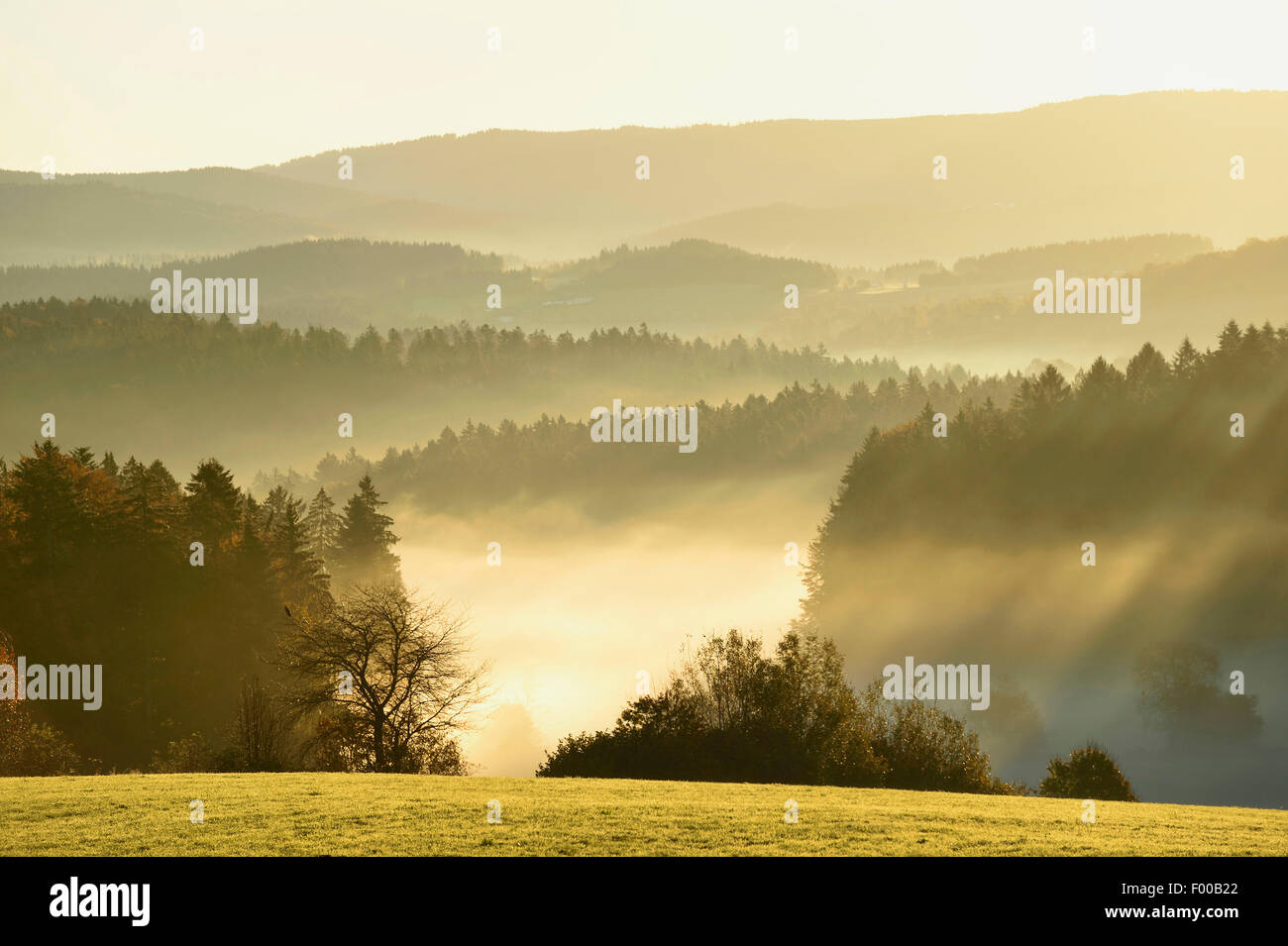 hilly meadow and forest landscape in autumnal early morning mist, Germany, Bavaria, Bavarian Forest National Park Stock Photo