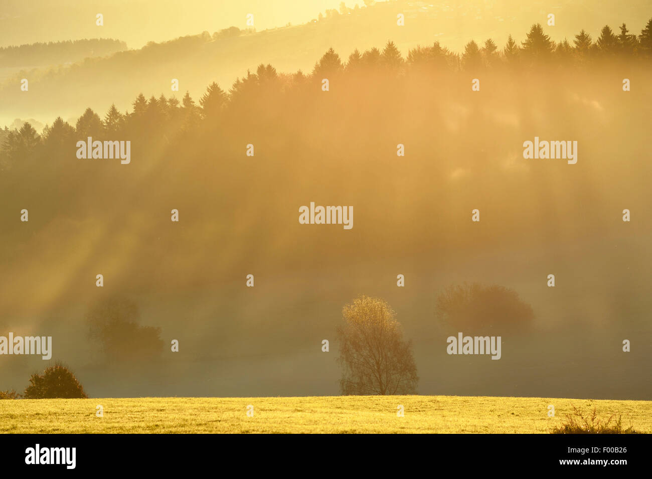 hilly meadow and forest landscape in autumnal early morning mist at sunrise, Germany, Bavaria, Bavarian Forest National Park Stock Photo