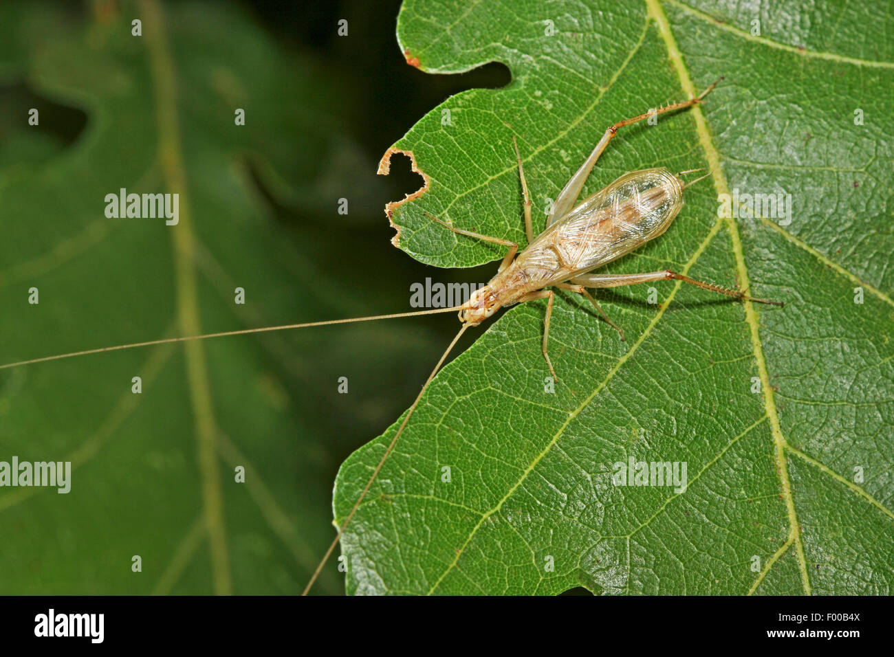 fragile whistling cricket, European tree cricket, Italian cricket (Oecanthus pellucens), on a leaf, Germany Stock Photo