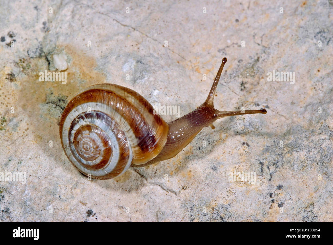 Grassland snail, Heath snail (Helicella itala, Helicella ericetorum