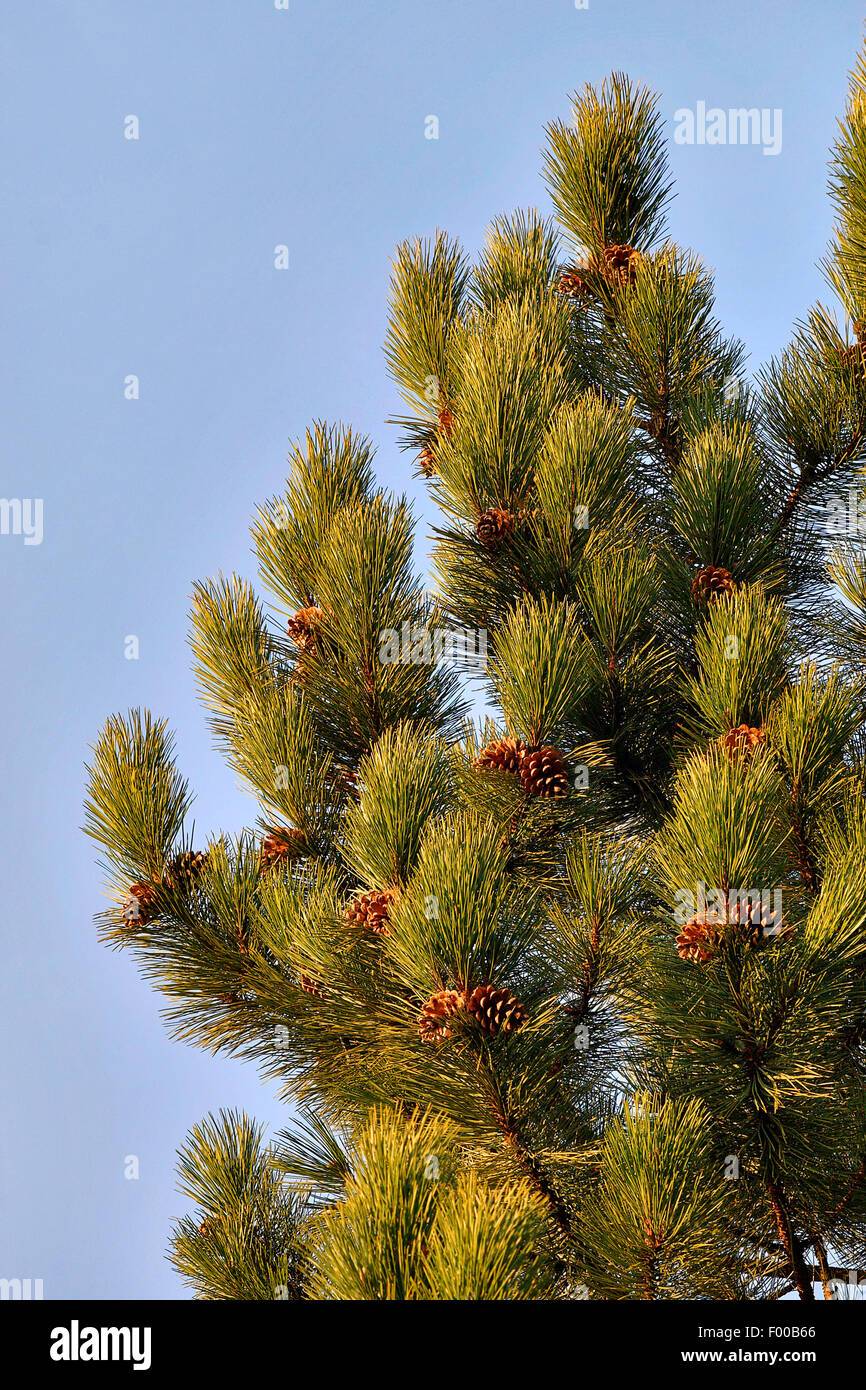 European black pine, Austrian pine, Black Pine, Corsican Pine (Pinus nigra), branches with cones, Germany Stock Photo